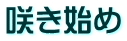 咲き始め